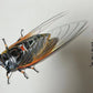 claborate-style painting—— cicada. dhyana; deep meditation, Set the world on fire, sudden success. decoration for offices